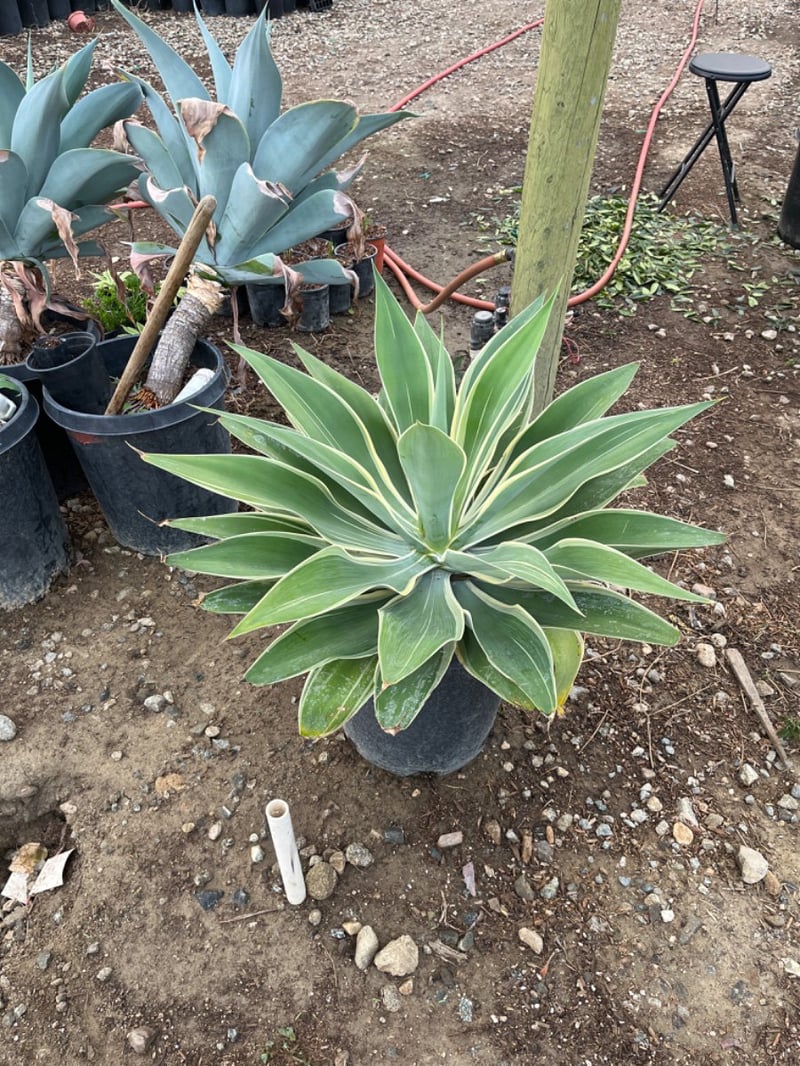 Photo for Agave attenuata 'Variegata' (Variegated Fox Tail Agave)