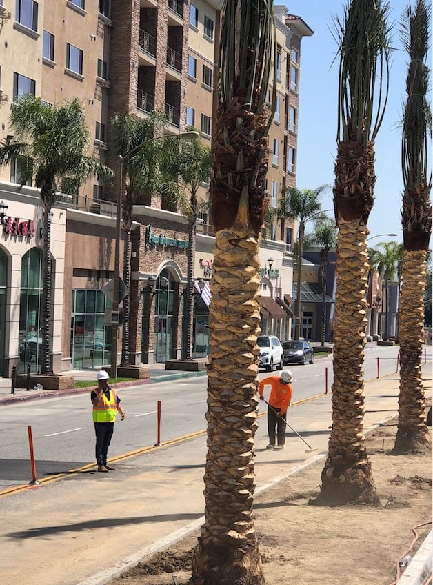 Photo for Phoenix dactylifera 'Macho' (Macho Date Palm)