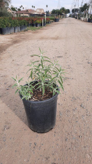 Photo for Salvia leucantha ‘Santa Barbara’ (Santa Barbara Sage)