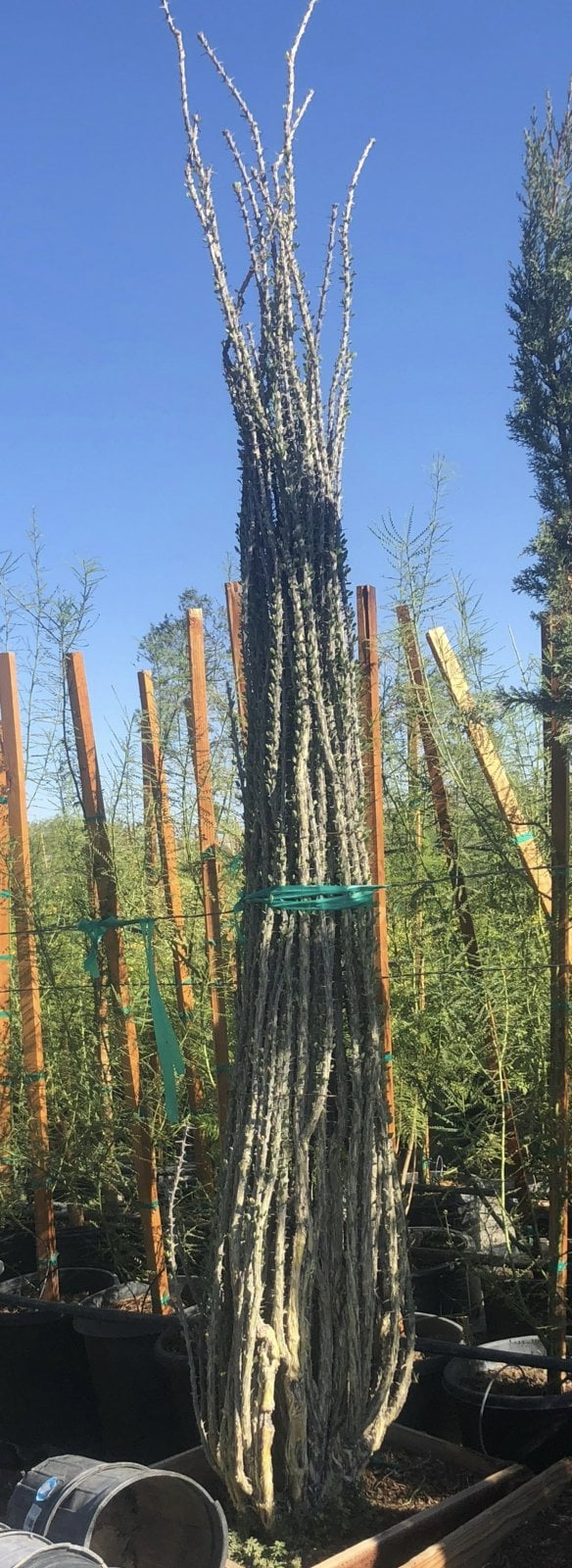 Photo for Fouquieria splendens (Ocotillo)