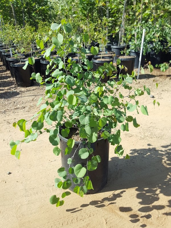 Photo for Cercis occidentalis (Multi) (Western Redbud)