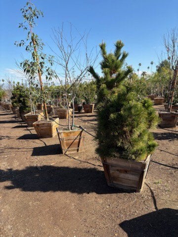 Photo for Pinus thunbergii (Japanese Black Pine)