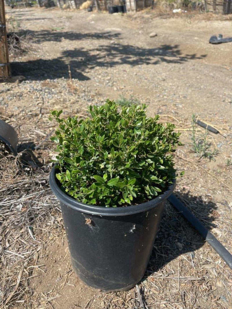Photo for Ilex vomitoria 'Nana' (Dwarf Yaupon Holly)