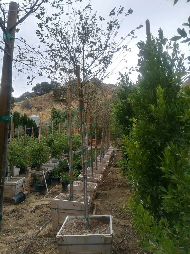 Photo for Ulmus parviflora (Chinese Elm)
