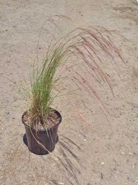 Photo for Aristida purpurea var. purpurea (Purple three awn)