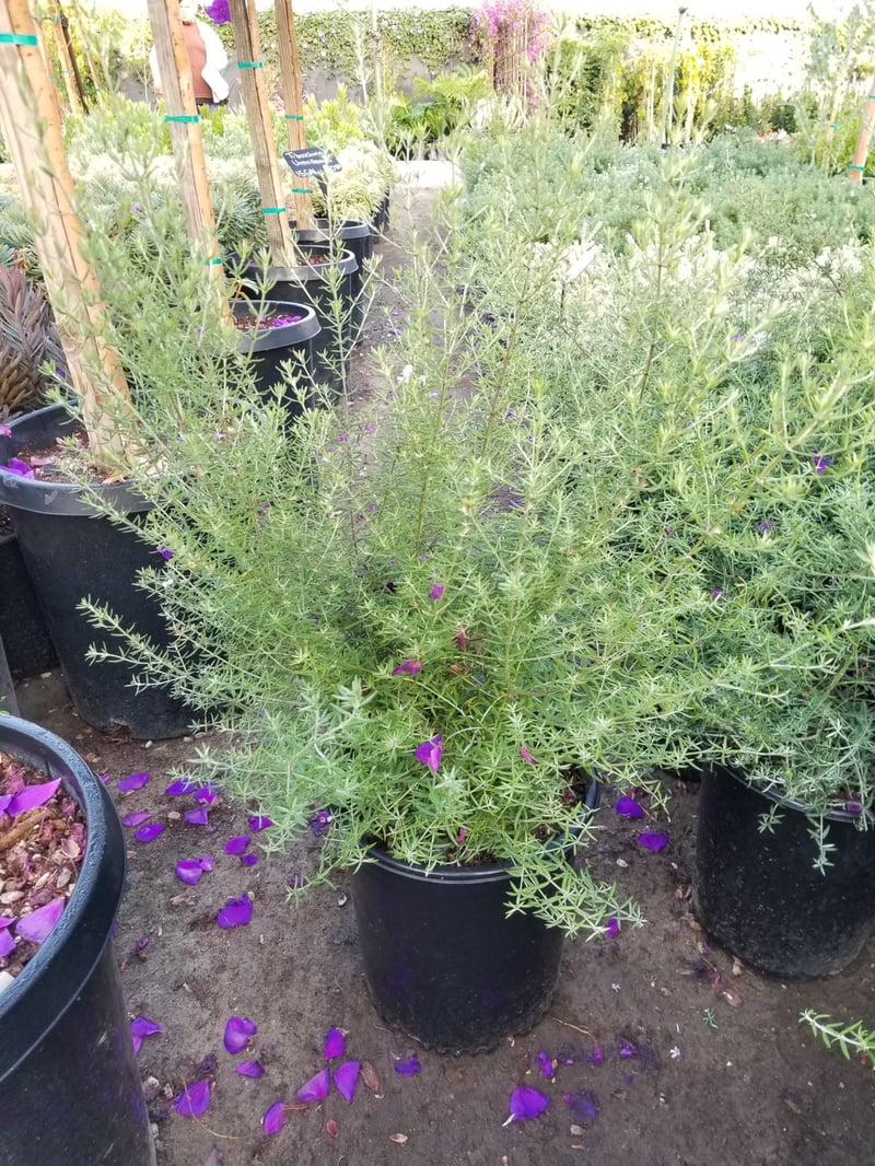 Photo for Westringia 'Wynyabbie Gem' (Wynyabbie Gem Coast Rosemary)