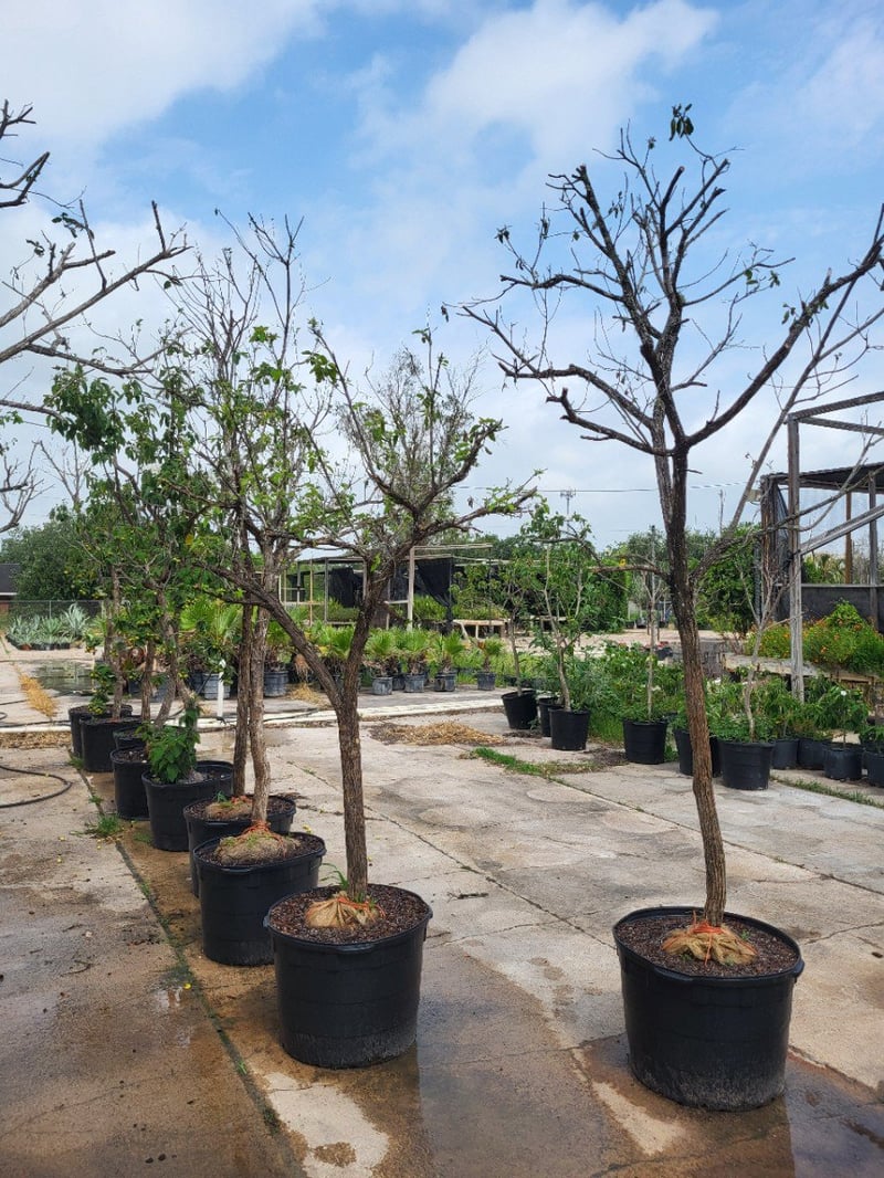 Photo for Cordia boissieri (Texas Wild Olive)