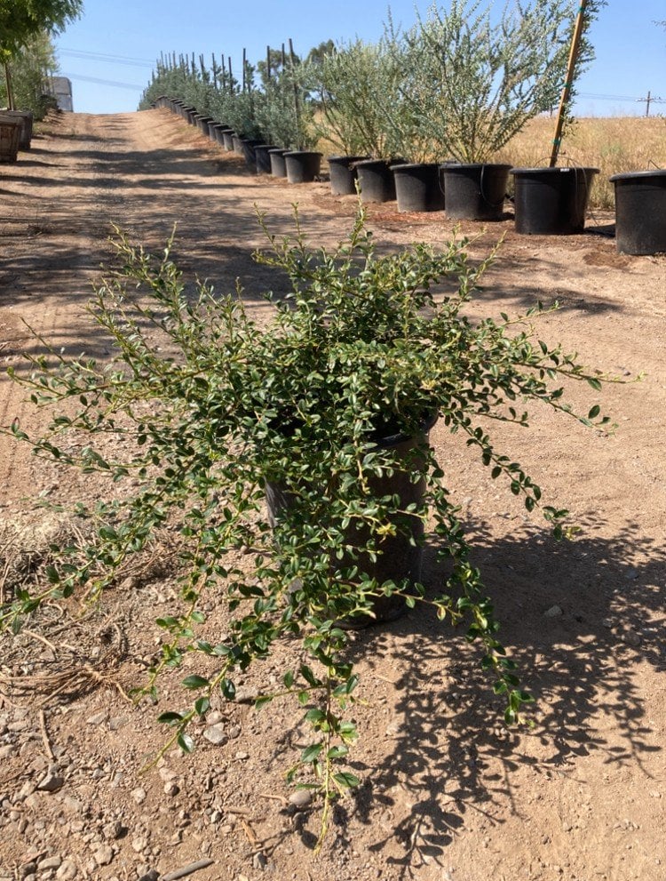 Photo for Cotoneaster dammeri (Bearberry)