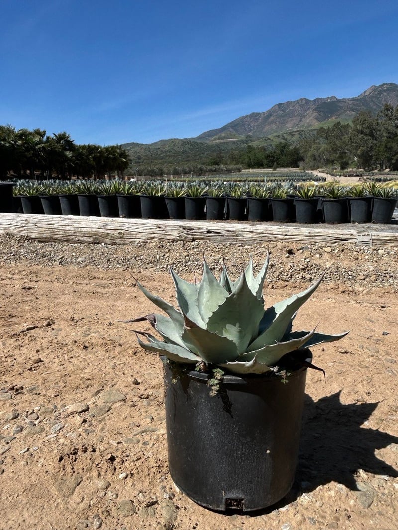 Photo for Agave ovatifolia 'Frosty Blue' (Frosty Blue Whale's Tongue Agave)