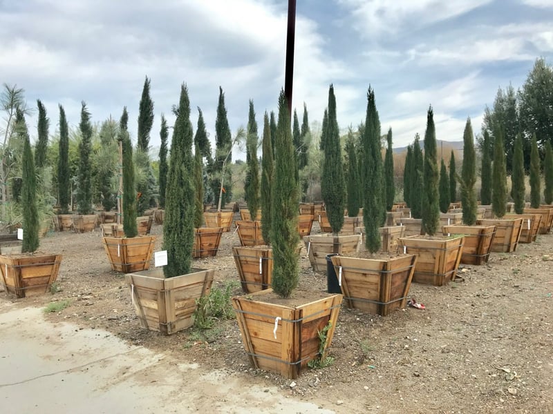 Photo for Cupressus sempervirens 'Monshel'/'Dwarf' (Dwarf Italian Cypress)
