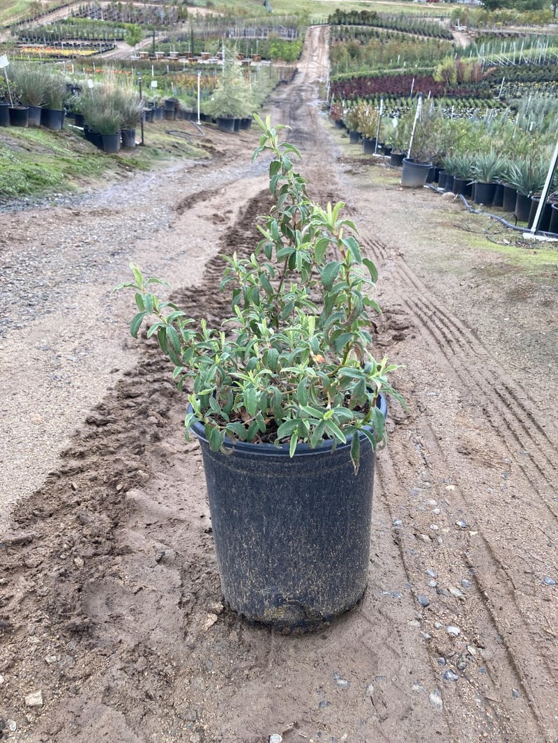 Photo for Cistus x purpureus (Orchid Rockrose)