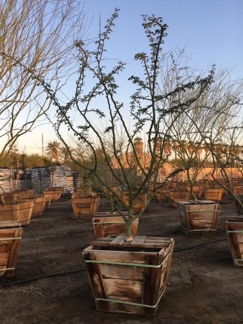 Photo for Cercidium praecox (Palo Brea)