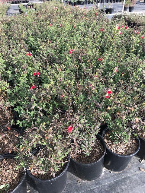 Photo for Salvia microphylla 'Hot Lips' (Hot Lips Sage)