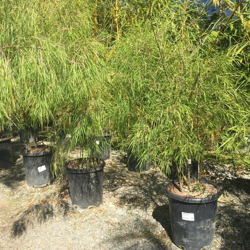 Photo for Otatea acuminata aztecorum (Mexican Weeping Bamboo)