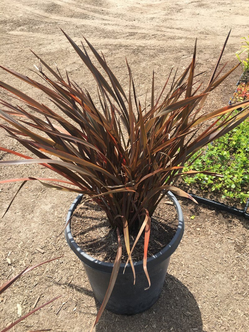 Photo for Phormium x 'Bronze Baby' (Bronze Baby New Zealand Flax)
