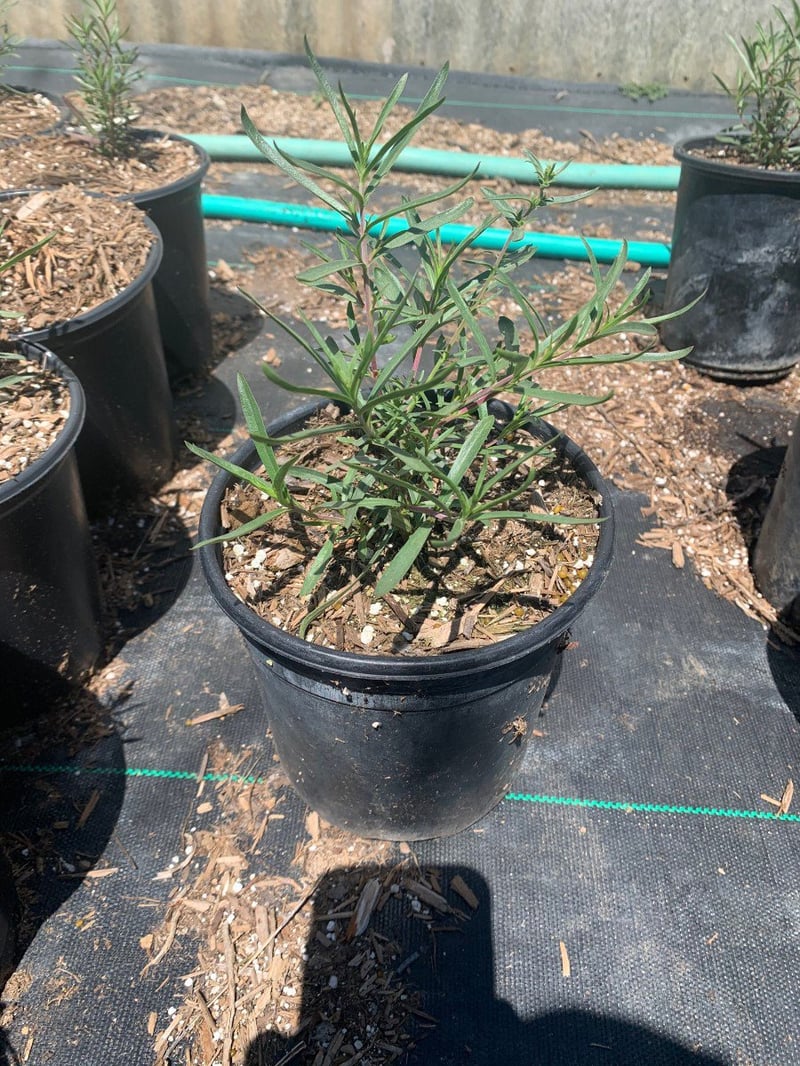 Photo for Penstemon heterophyllus 'Margarita BOP' (Margarita BOP Beardtongue)