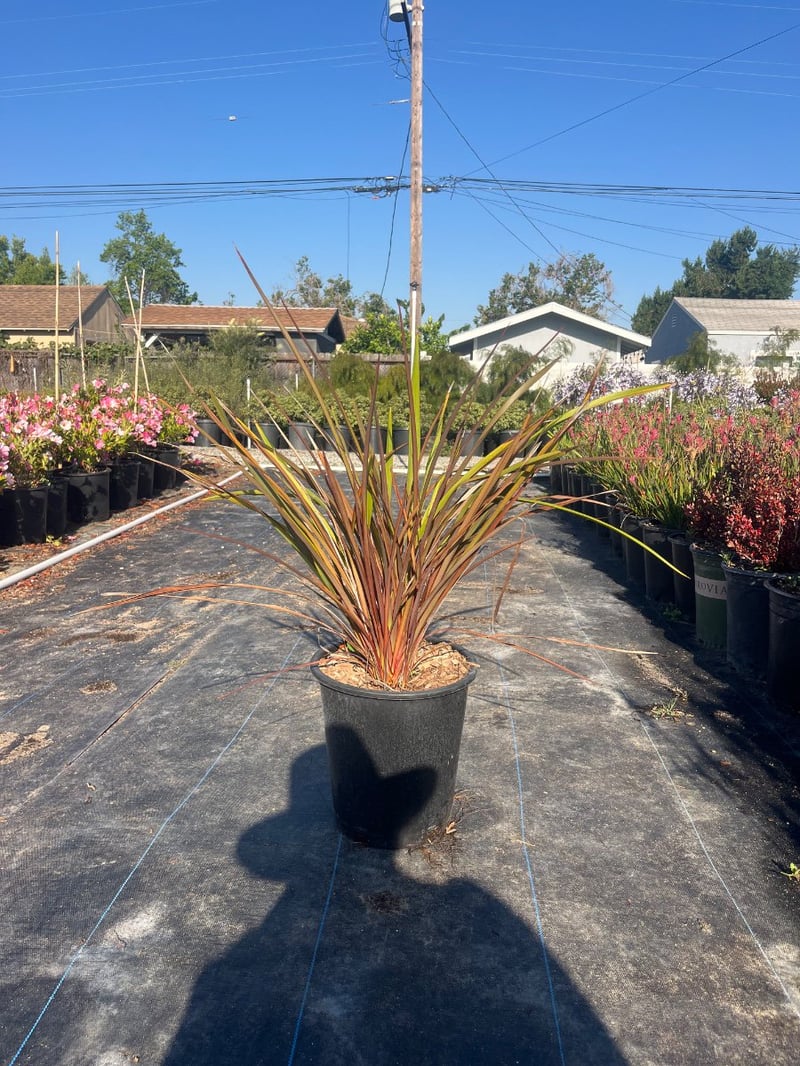Photo for Phormium 'Rubrum' (Rubrum New Zealand Flax)