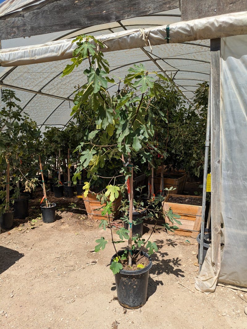 Photo for Ficus carica 'Brown Turkey' (Brown Turkey Fig)