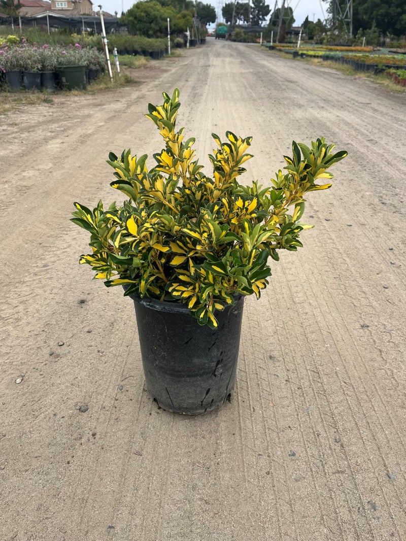 Photo for Euonymus japonicus 'Aureovariegatus' (Gold Spot Euonymus)