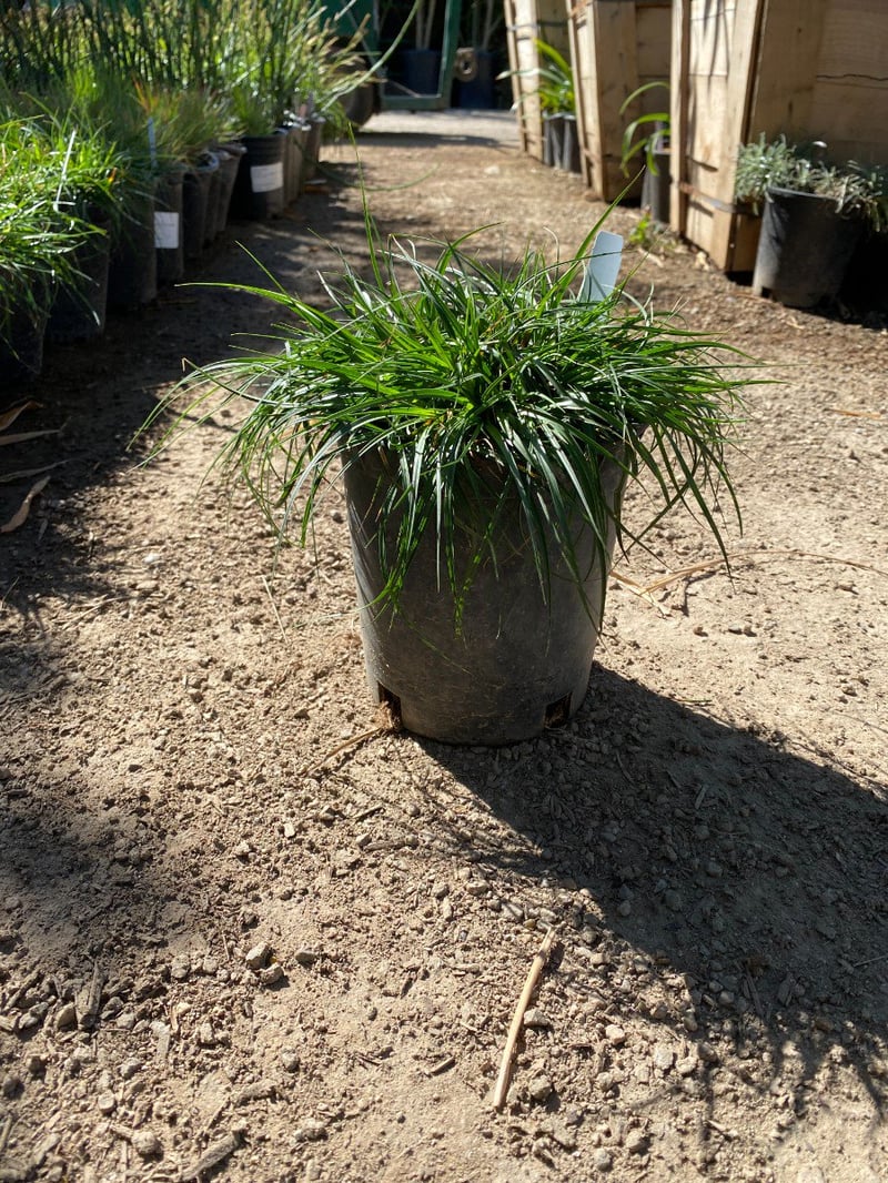 Photo for Carex tumulicola (Foothill Sedge)