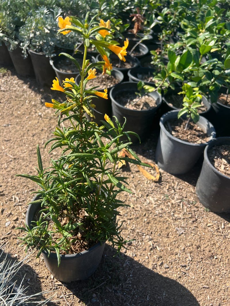 Photo for Mimulus aurantiacus longiflorus (Southern Monkey Flower)