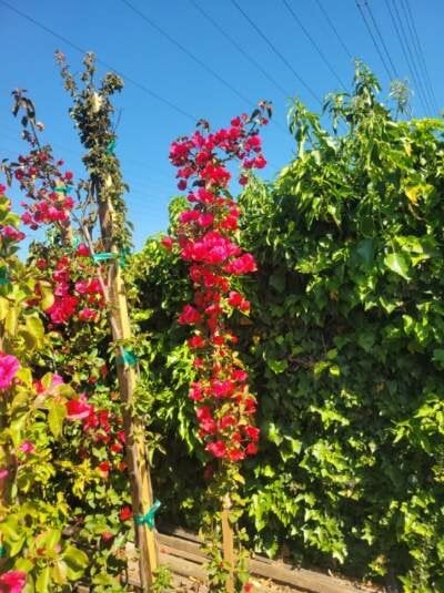 Photo for Bougainvillea 'San Diego Red' (Staked) (San Diego Red Bougainvillea)