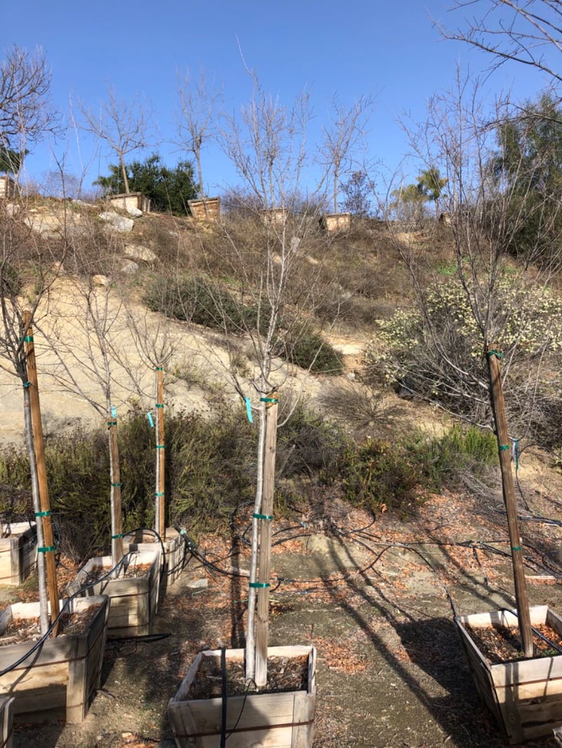 Photo for Ulmus parviflora (Chinese Elm)