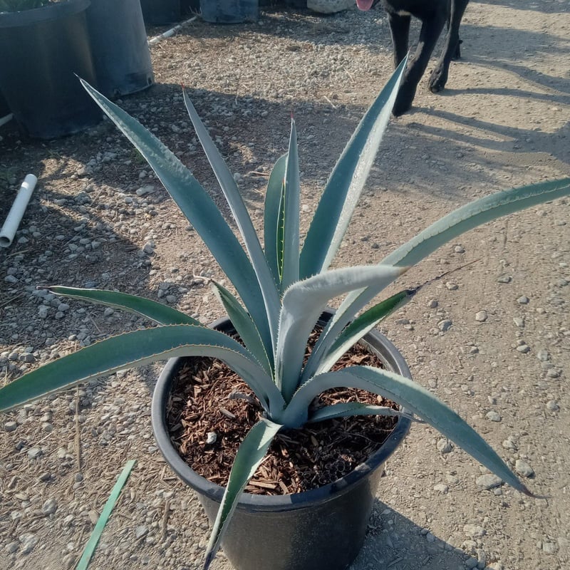 Photo for Agave tequilana (Blue Tequila Agave)