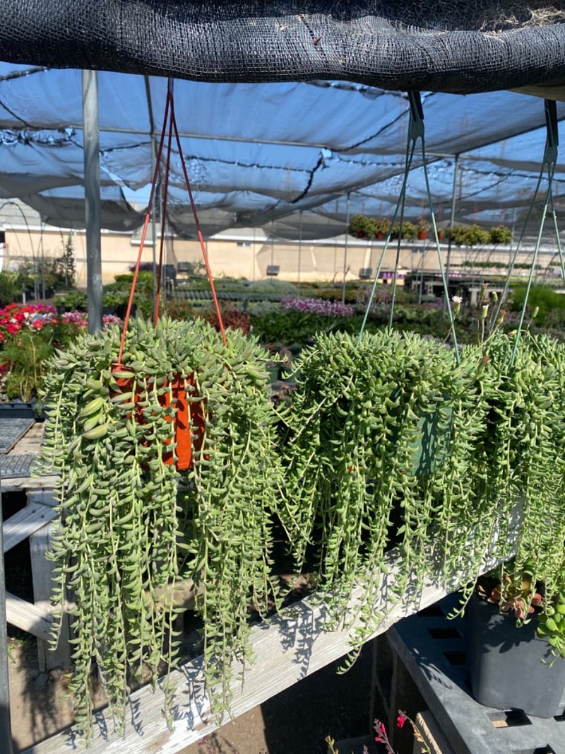 Photo for Senecio radicans (String of Bananas)