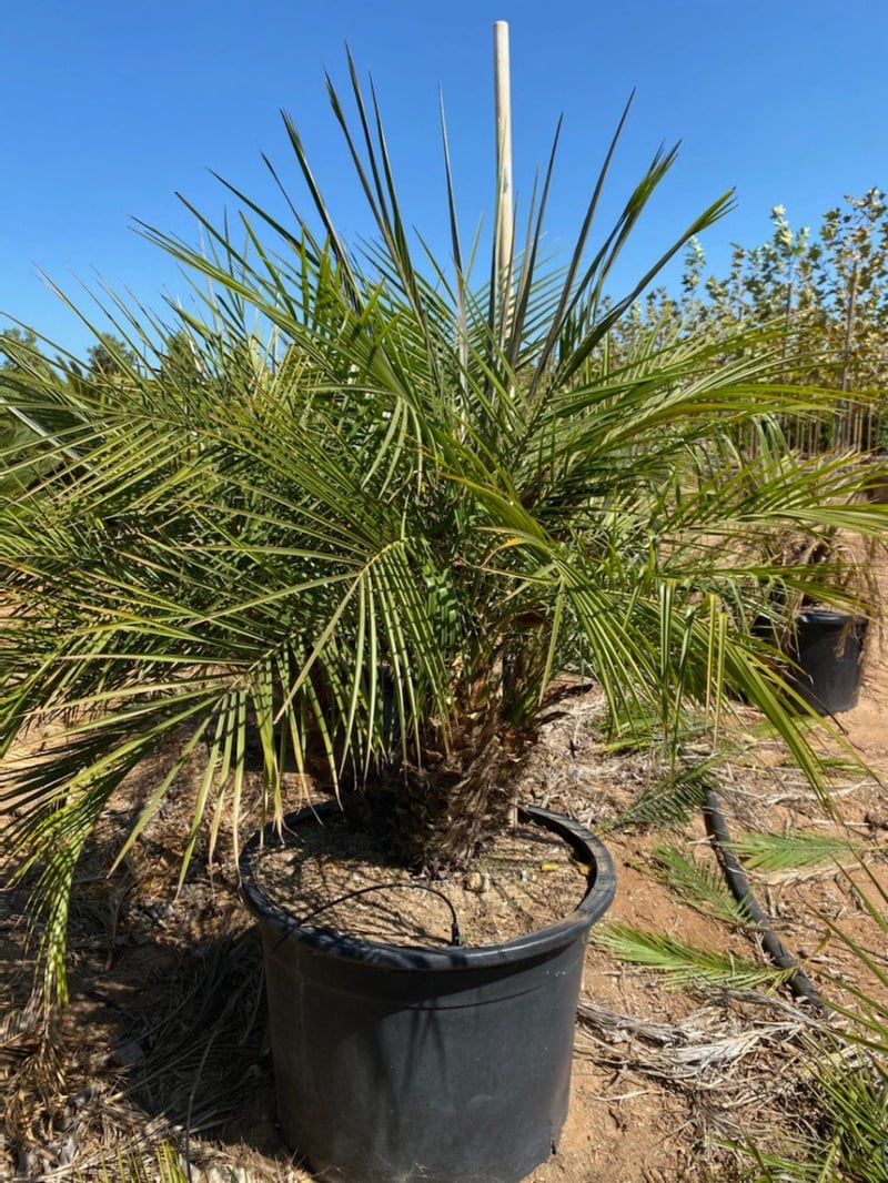 Photo for Phoenix roebelenii (Triple Trunk) ( Pygmy Date Palm)