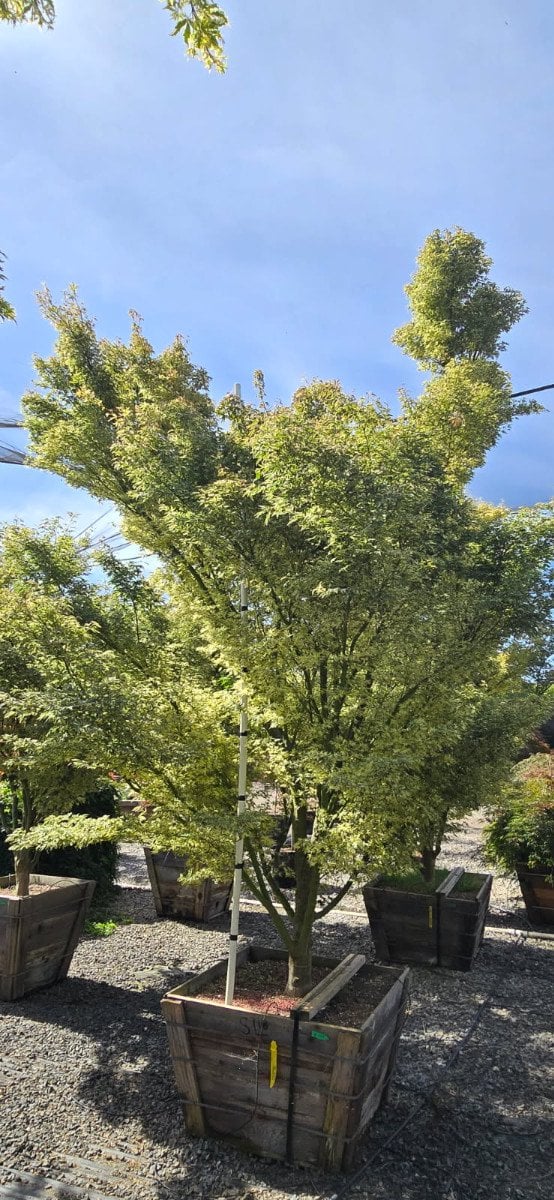 Photo for Acer palmatum 'Butterfly' (Butterfly Japanese Maple)