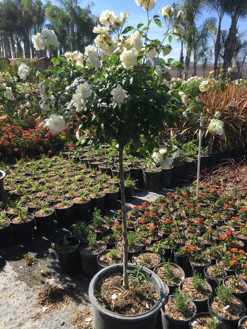 Photo for Rosa iceberg 'White' (Standard) (White Iceberg Rose (Tree Form))