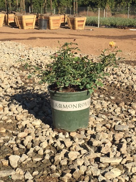 Photo for Rosa 'Meimirrote' (Apricot Drift Groundcover Rose)