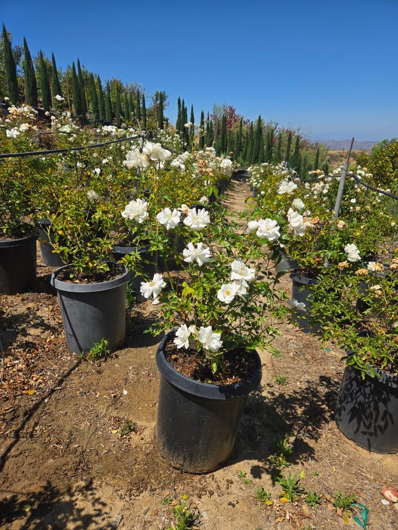 Photo for Rosa floribunda 'Bolero' (Patio Tree) (Bolero Rose)