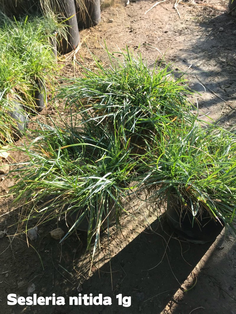 Photo for Sesleria nitida (Gray Moor Grass)