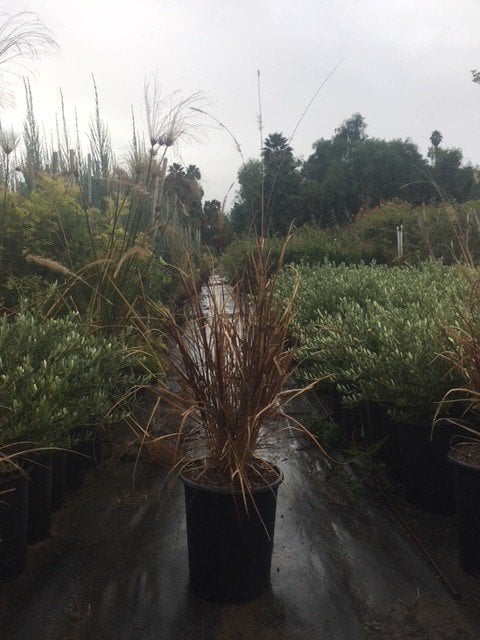 Photo for Pennisetum setaceum 'Rubrum' (Purple Fountain Grass)