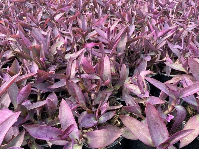 Photo for Tradescantia pallida (Purple Heart )