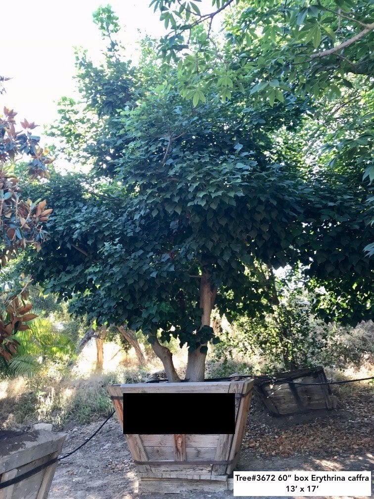 Photo for Erythrina caffra (Coast Coral Tree)