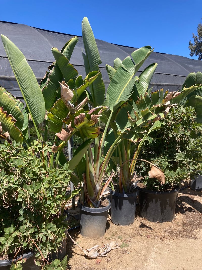 Photo for Strelitzia nicolai (Giant Bird Of Paradise)