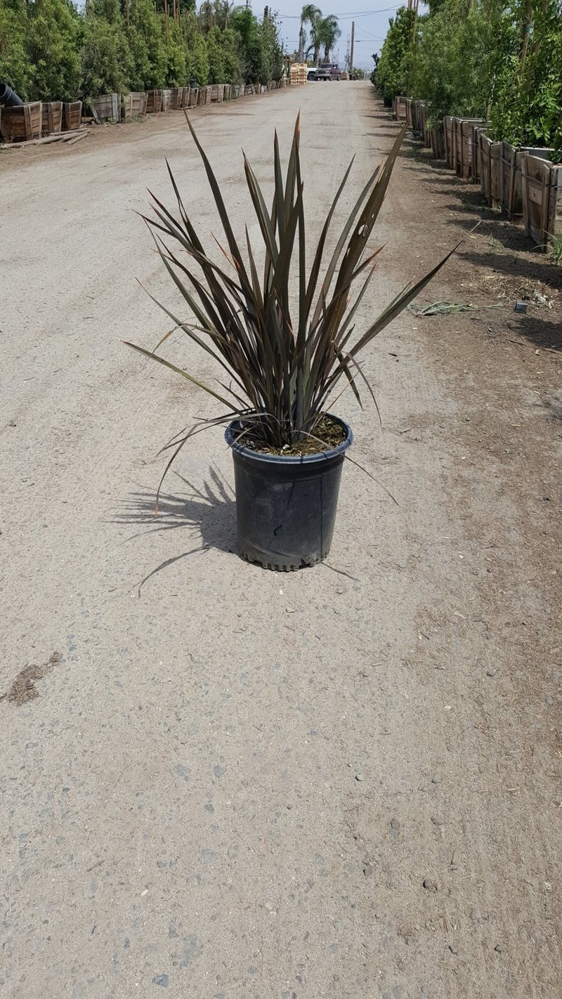 Photo for Phormium tenax 'Atropurpureum' (Bronze Flax)