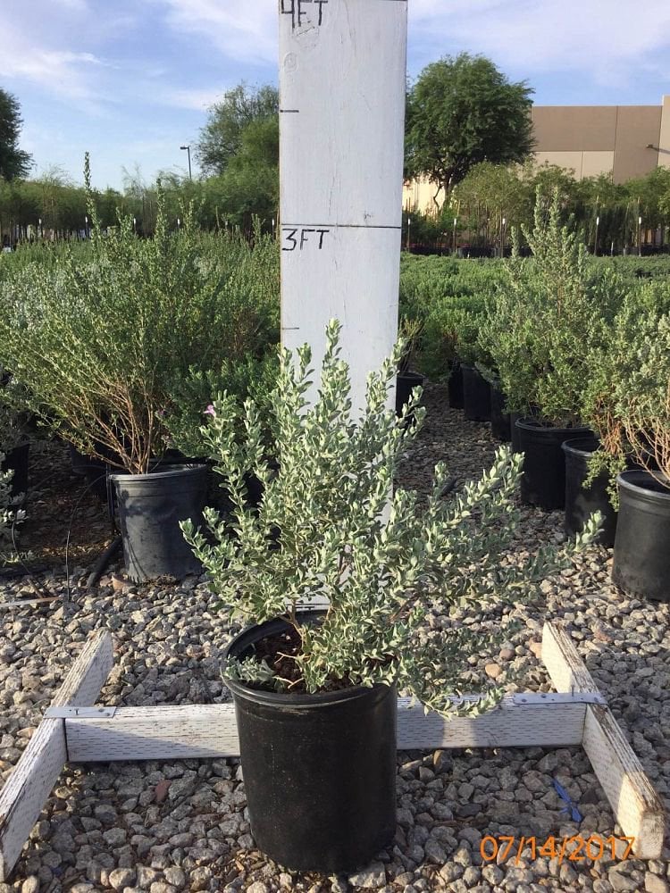 Photo for Leucophyllum frutescens ‘Compacta’ (Compact Texas Ranger)