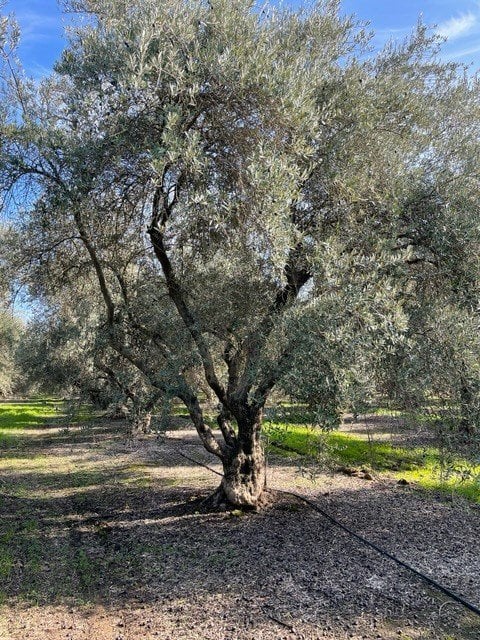 Photo for Olea europaea (Multi) (Olive Tree)