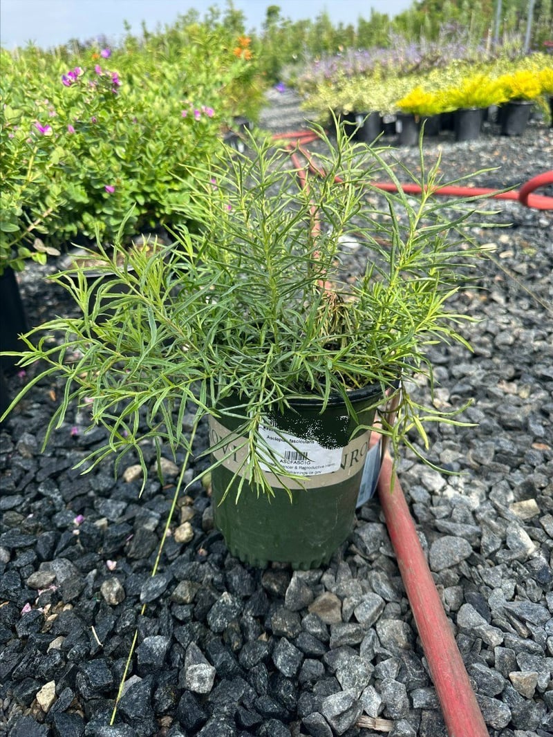 Photo for Asclepias fasicularis (Narrow Leaf Milkweed)
