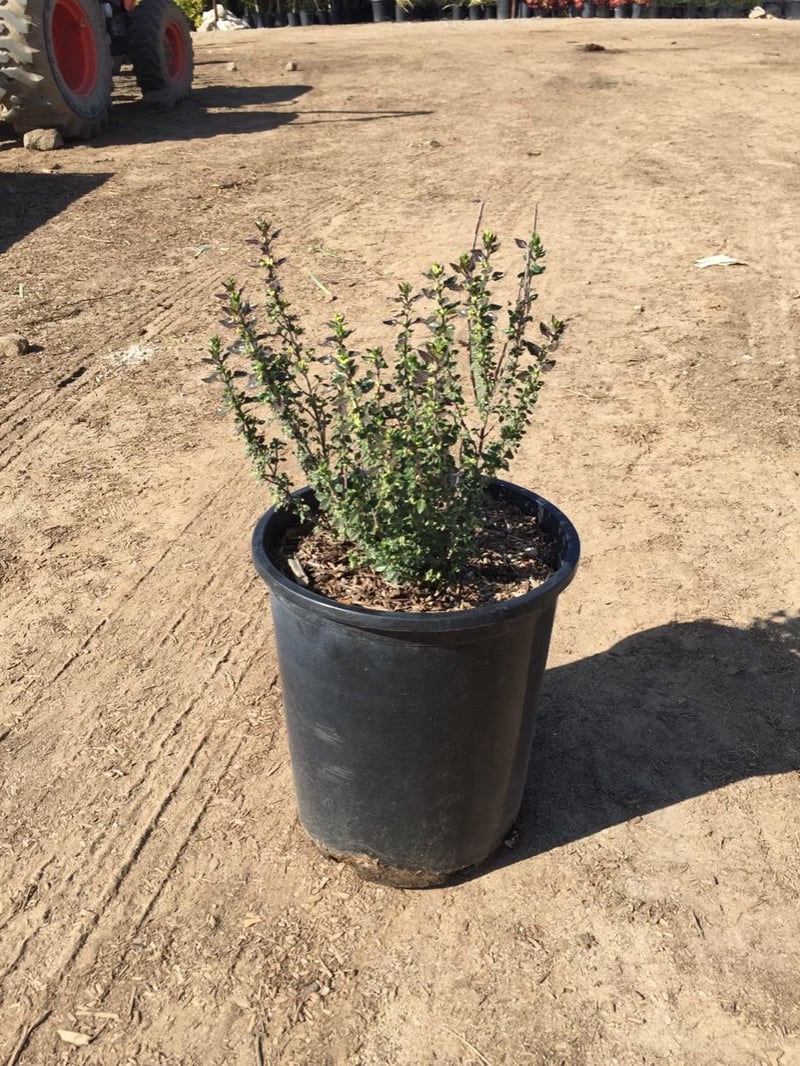Photo for Teucrium x lucidrys (T. chamaedrys) (Wall Germander)