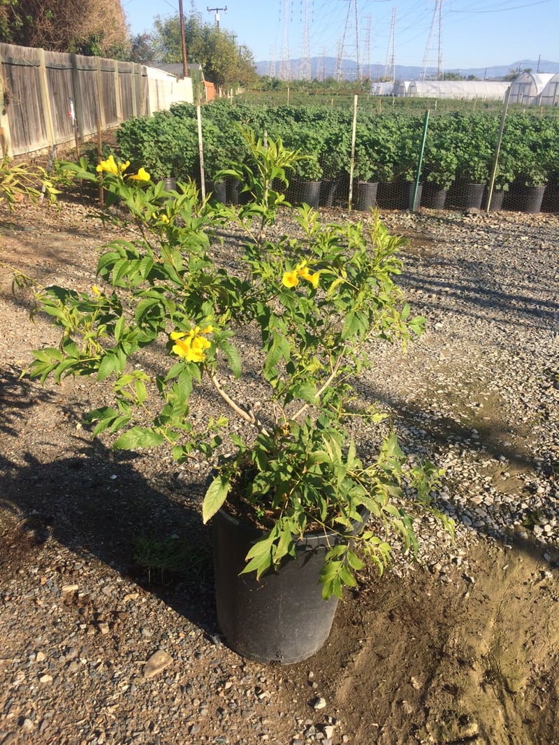 Photo for Tecoma stans 'Gold Star' (Gold Star Yellow Bells)