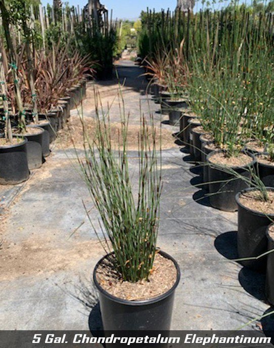 Photo for Chondropetalum elephantinum (Large Cape Rush)