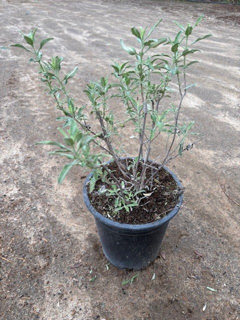 Photo for Salvia clevelandii (Cleveland Sage)