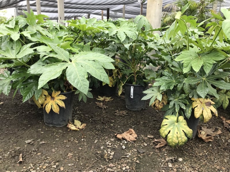Photo for Fatsia japonica (Japanese Aralia, Paper Plant)
