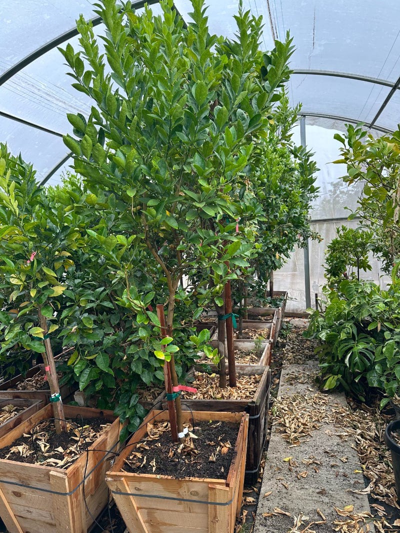 Photo for Citrus aurantifolia 'Bearss' Seedless (Standard) (Seedless Bearss Lime)