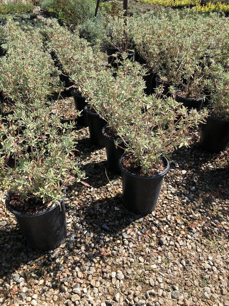 Photo for Salvia clevelandii (Cleveland Sage)